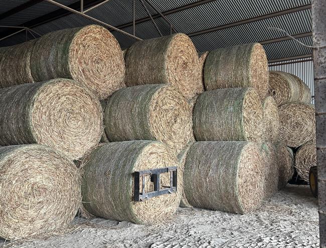 Red Top Cane (Barn Stored)