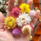 Everlasting "Fall Harvest" Flower Class