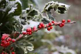 Winter Holiday Pick Up Party 11am
