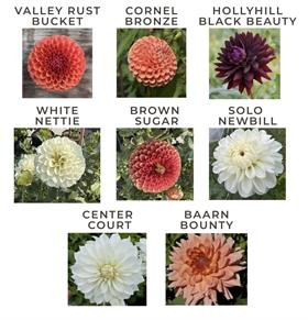 Dahlia Tuber