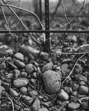 The Vineyard Sessions: Personal Vineyard Tour with Trey or Keith
