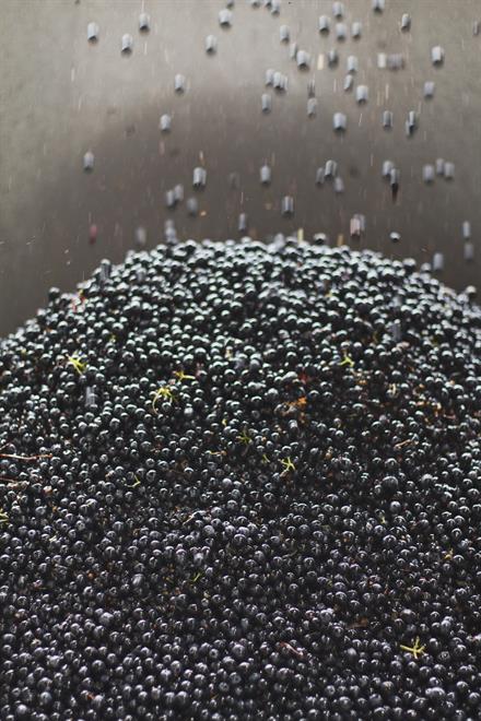 2024 Mourvèdre, Red Mountain