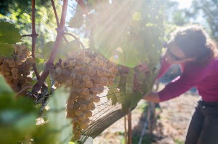2024 Grüner Veltliner