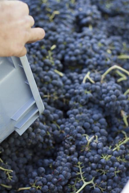 • Abundance   12 Bottle Holiday Collection