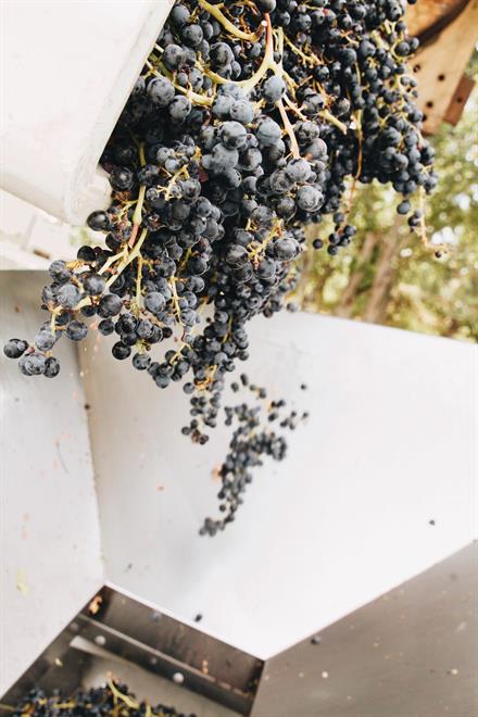 2023 Cinsault