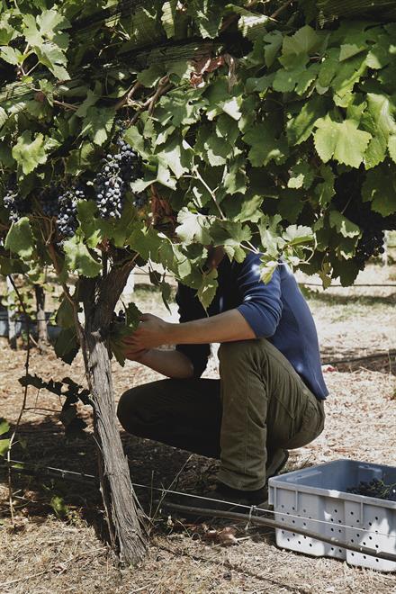 2023 Grenache