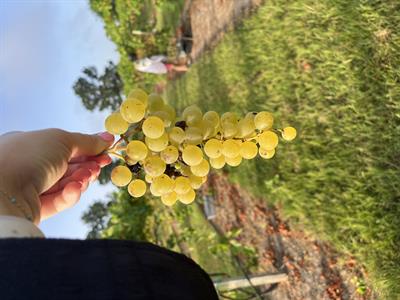 Premium Tasting - nonrefundable reservation deposit