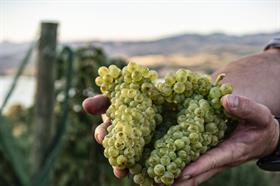 Winemaker's Vineyard Tour - 2pm