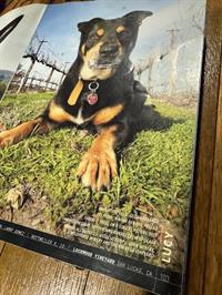 WINE DOGS Book 6