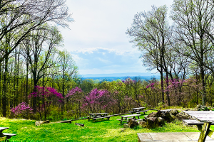Area Image