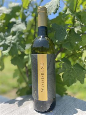 Woodbine Chardonel 2023